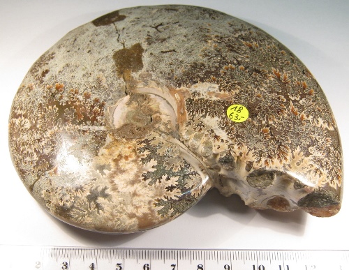Foto Fossilien: gro�er Ammonit