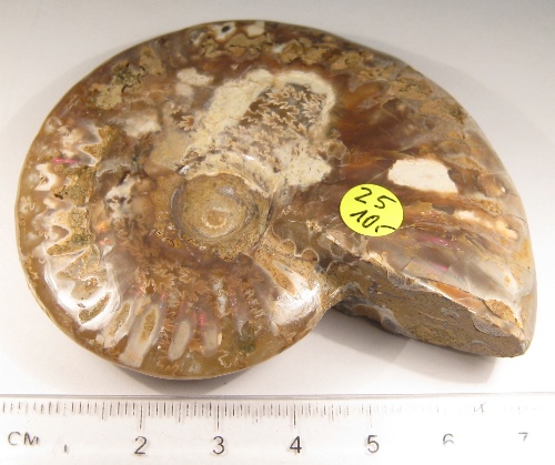 Foto Fossilien: Ammonit