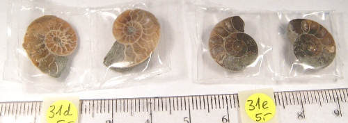 Foto Fossilien: polierte Ammoniten-Paare