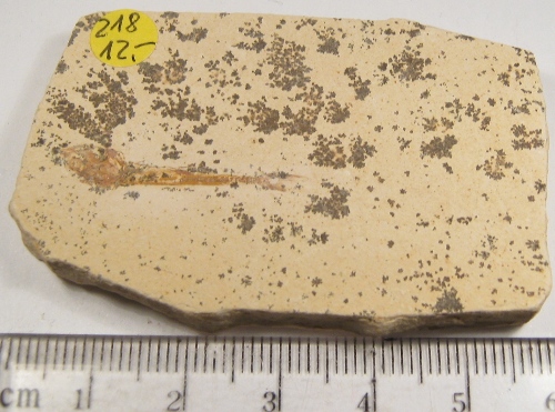 Foto Fossilien: Fisch (Dastilbe)