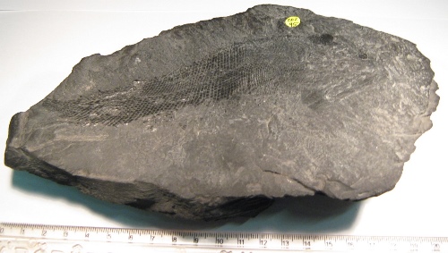 Foto Fossilien: Fisch in Schiefer