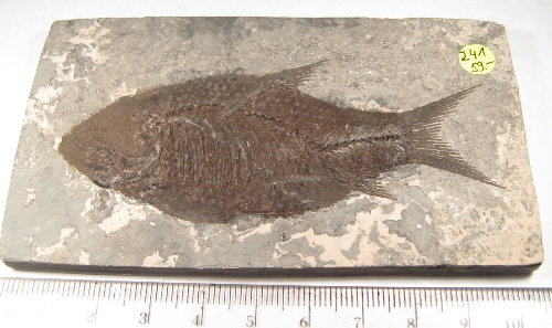 Foto Fossilien: Fisch aus dem Eoz�n in China