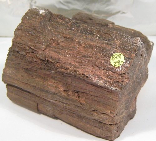 Foto Mineralien: Versteinertes Holz