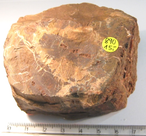 Foto Mineralien: Versteinertes Holz aus Indien